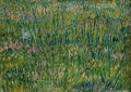 Patch of grass by famous Dutch painter Vincent Van Gogh Royalty Free Stock Photo